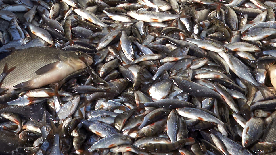 Död vitfisk som fiskats upp i samband med reduktionsfisket som görs för att förbättra Växjösjöarna.